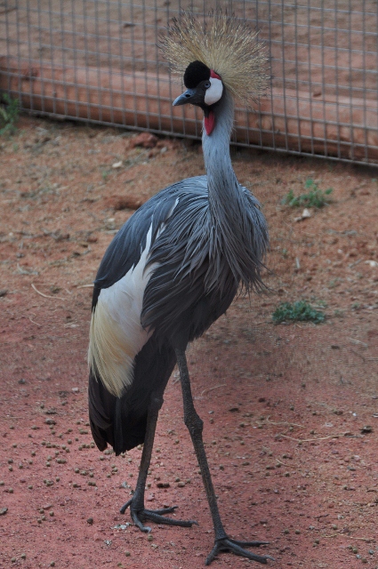 East African Crowned Crane